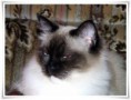 /album/kitty/kitty-201409193-jpg/